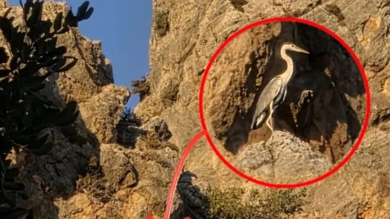 Κρήτη | Ένας εντυπωσιακός Ερωδιός κόβει βόλτες στον ίσκιο του Ψηλορείτη