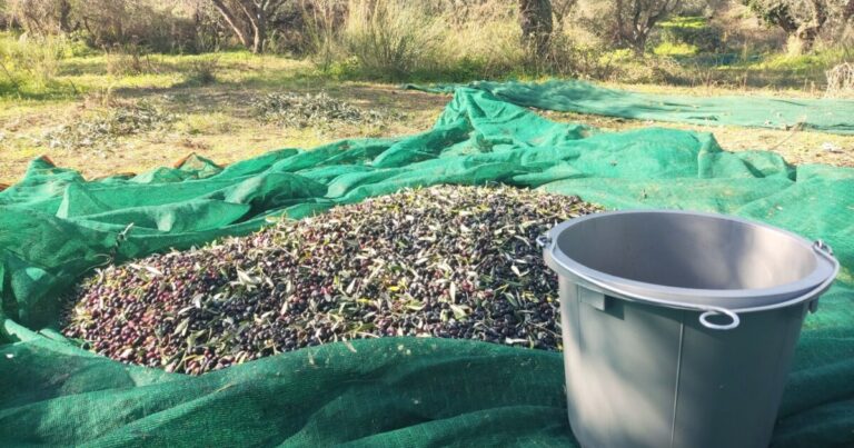 Κάτω από 60.000 τόνους εκτιμάται η φετινή ελαιοπαραγωγή στην Κρήτη