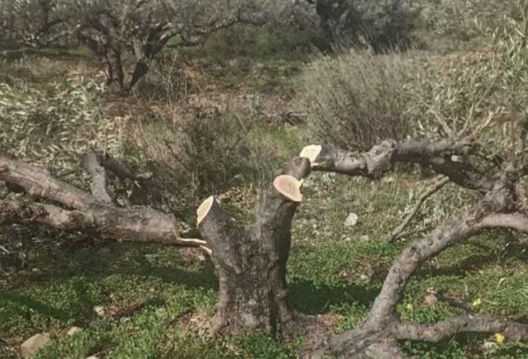 Κρήτη | Του ρήμαξαν τα λιόφυτα κόβοντάς τα από τον πάτο – Σοβαρές καταγγελίες για ανεπιτήρητα κοπάδια προβάτων και αγροζημιές