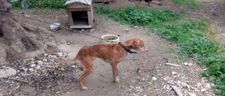 Κρήτη | Συνελήφθη 66χρονος για παραμέληση τεσσάρων σκύλων του – Του επιβλήθηκε και πρόστιμο