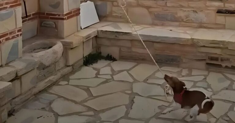 Κρήτη | Σκύλος χτυπά την καμπάνα σε εκκλησία και γίνεται viral | Video