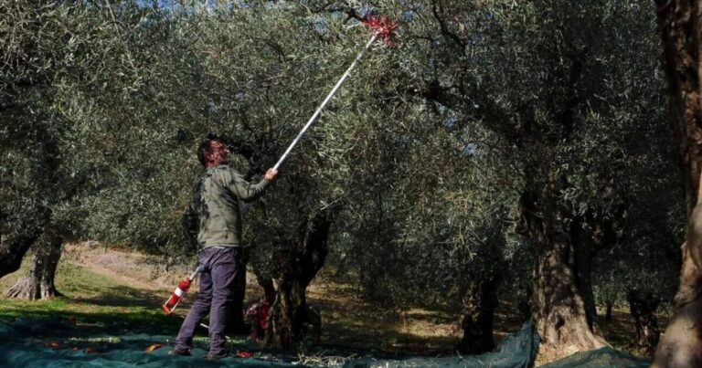 Κρήτη | Δράμα η παραγωγή ελαιολάδου – Αρχίζουν και “δίνουν” τα χωράφια τους οι παραγωγοί