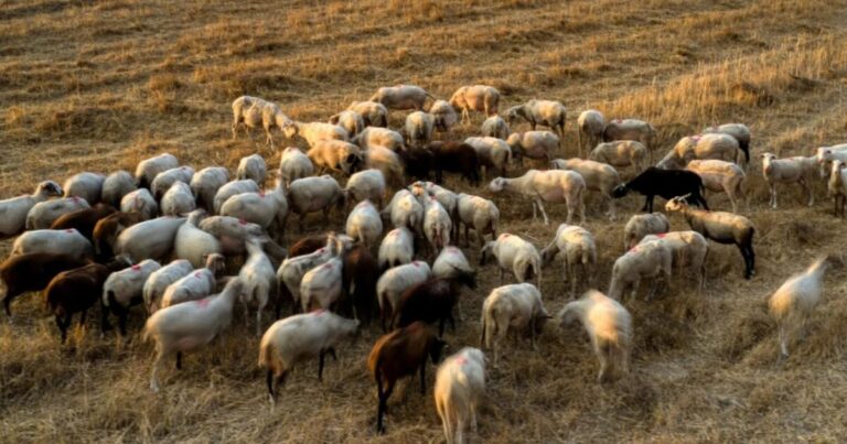 Η «Λαϊκή Συσπείρωση» Κρήτης για τα μέτρα αποφυγής της ευλογιάς αιγοπροβάτων