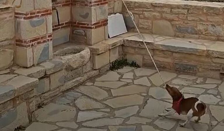 Κρήτη | Φανταστικό βίντεο: Απίστευτος σκυλάκος εκτελεί χρέη… νεωκόρου σε εκκλησία και χτυπάει την καμπάνα | Video