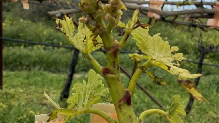Κρήτη | Ένα σταφύλι εδώ κι ένα…παραπέρα – Φόβους για τον βλαστό εκφράζουν οι αμπελουργοί μετά το χαλάζι