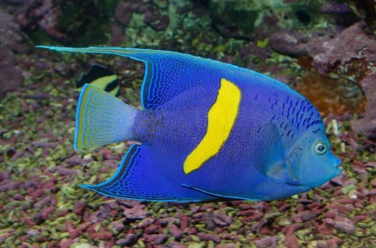 Αγγελόψαρο του Ινδικού ωκεανού βρέθηκε να κολυμπάει στην Κρήτη! – Πως έφτασε εδώ;