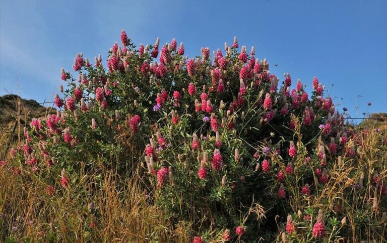Το πανέμορφο λουλούδι που ανθίζει μόνο στην Κρήτη τον Απρίλιο | Photos – Video