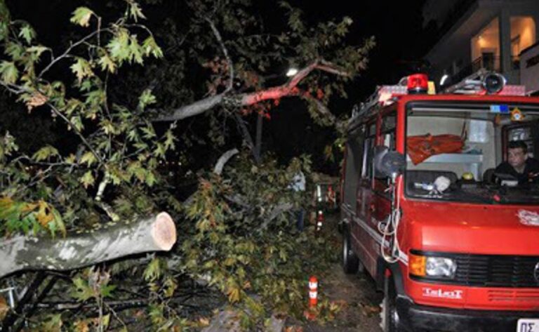 Κρήτη | Κοπές δέντρων τη νύχτα λόγω ισχυρών ανέμων