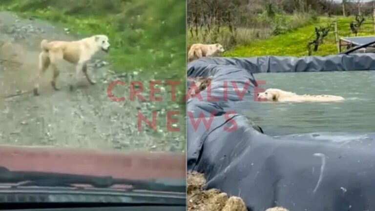 Κρήτη | Συγκλονιστικό βίντεο: Σκυλίτσα… οδηγεί διασώστη για να σώσει το κουτάβι της