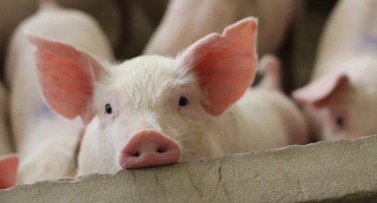 Συνελήφθη 18χρονος που έκλεψε επτά γουρούνια στην Κρήτη