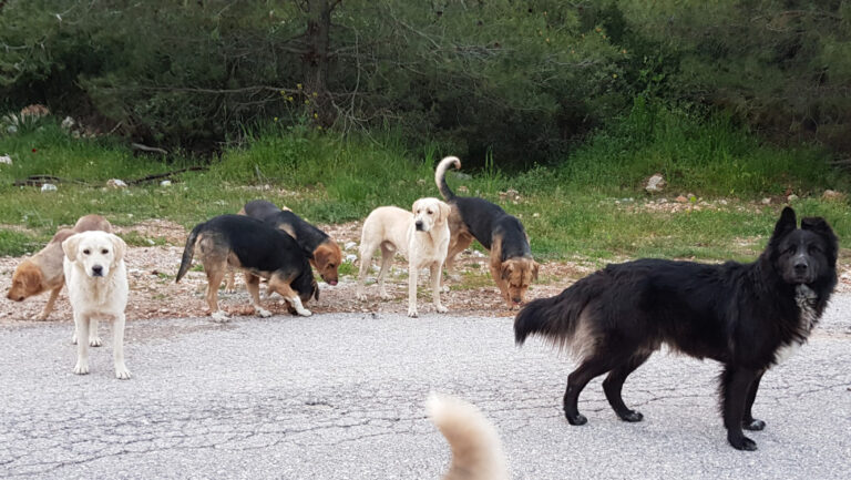 Κρήτη | Σε εξέλιξη ο Ανοικτός Ηλεκτρονικός Διαγωνισμός για την παροχή κτηνιατρικών υπηρεσιών στα αδέσποτα ζώα του Δημοτικού Κυνοκομείου Ηρακλείου