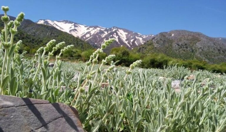 Κρήτη | Πωλούνται στο διαδίκτυο χωρίς άδεια τα ενδημικά φυτά του νησιού